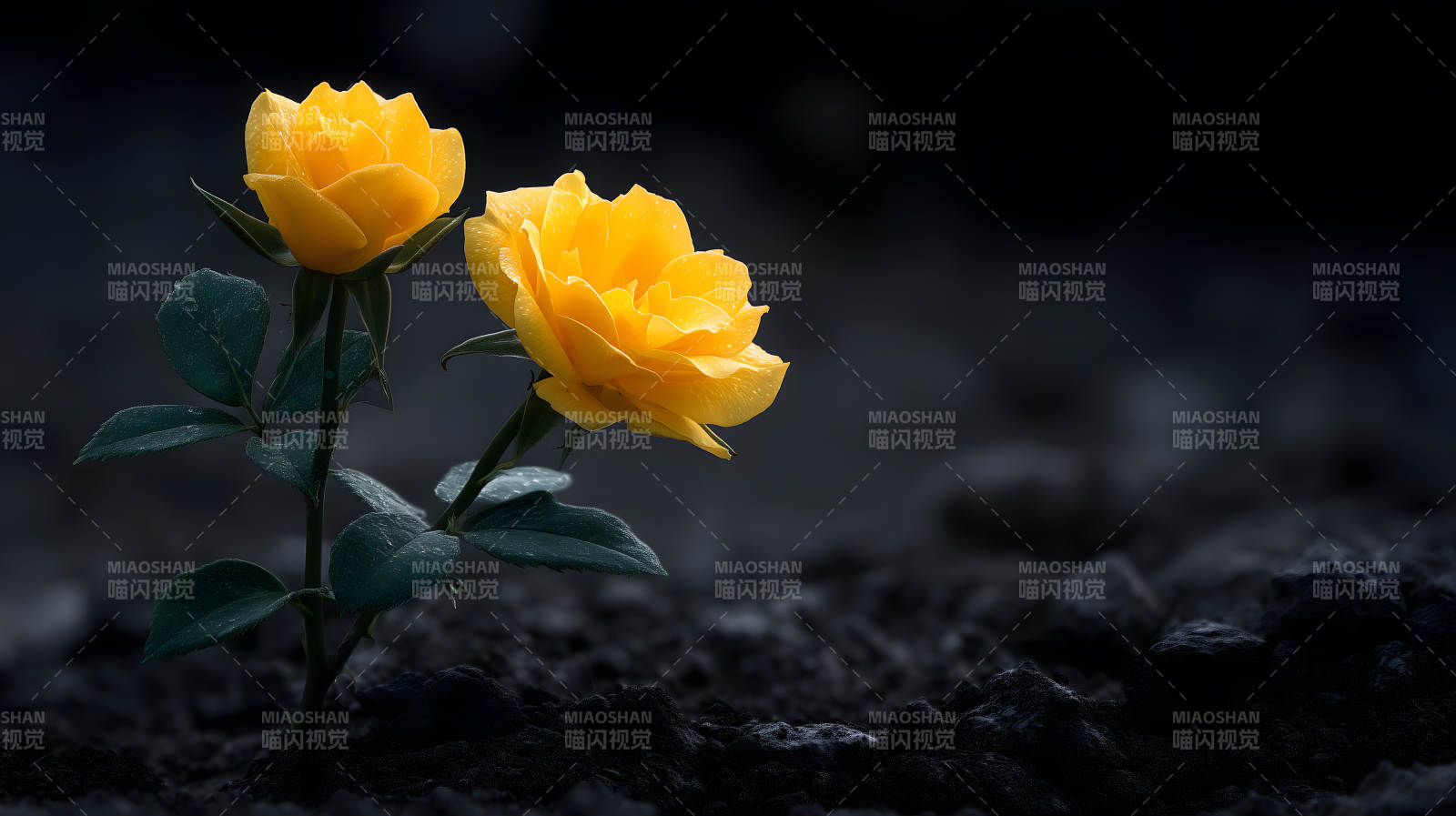 黄玫瑰绽放黑暗中图片