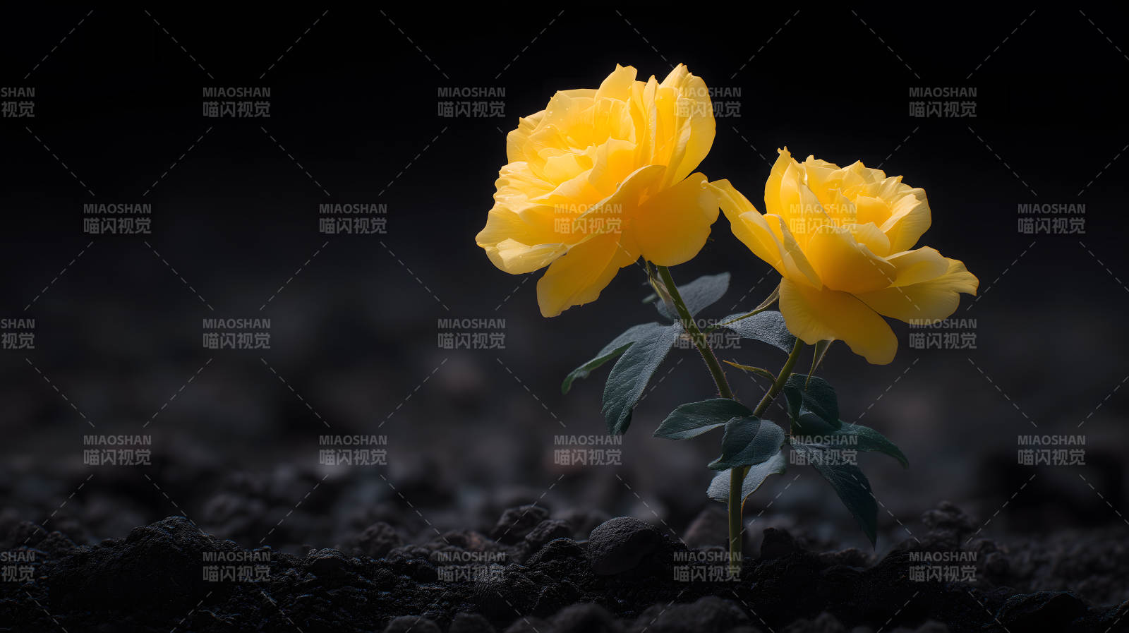 黄玫瑰盛开于黑暗图片