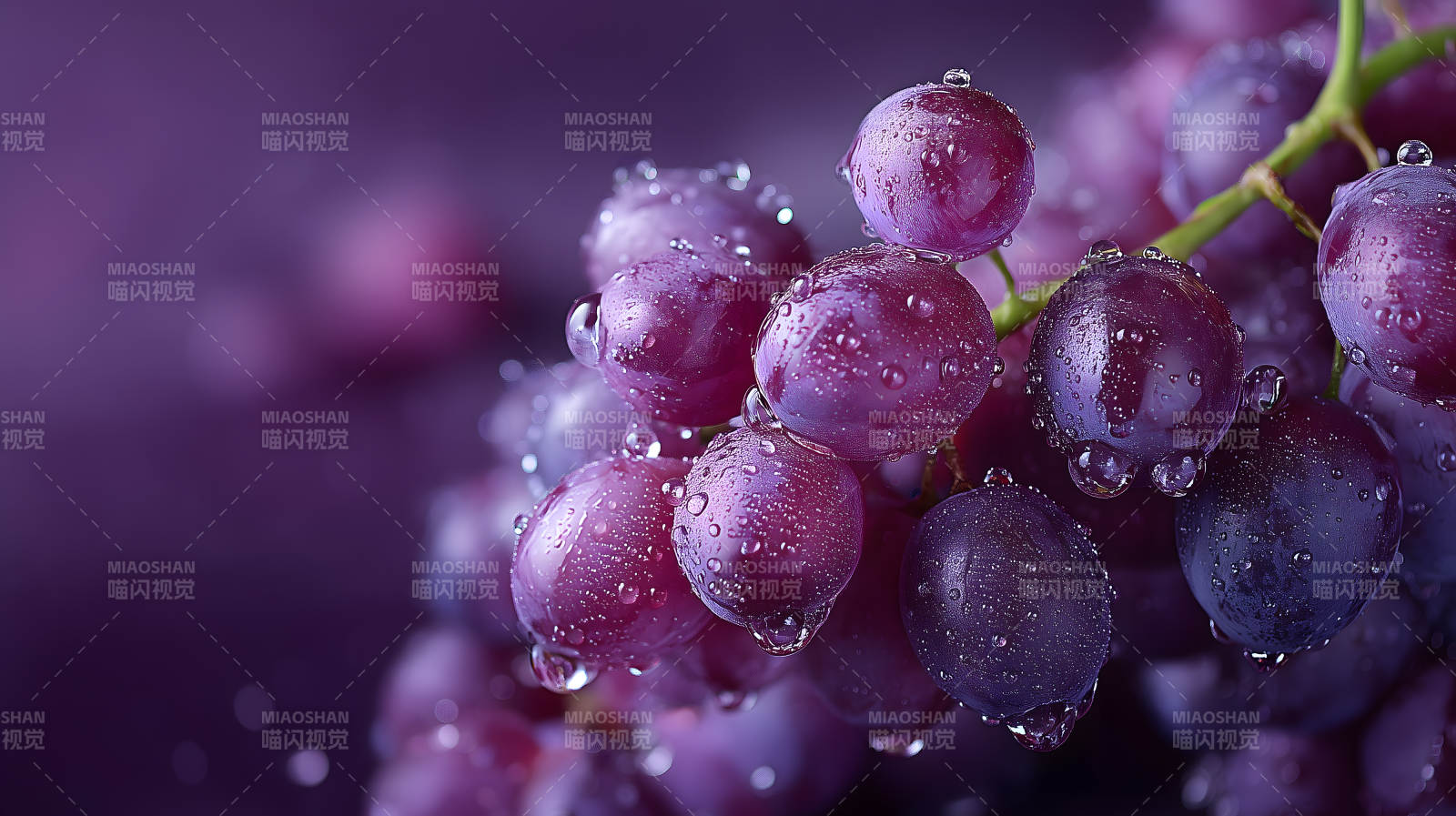 紫葡萄特写水珠晶莹剔透图片