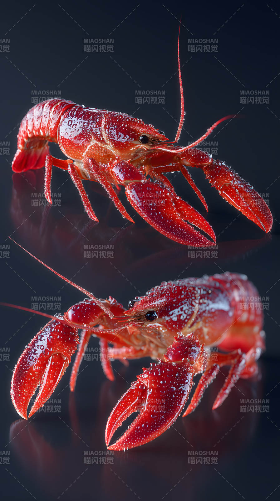 鲜红龙虾水珠晶莹图片