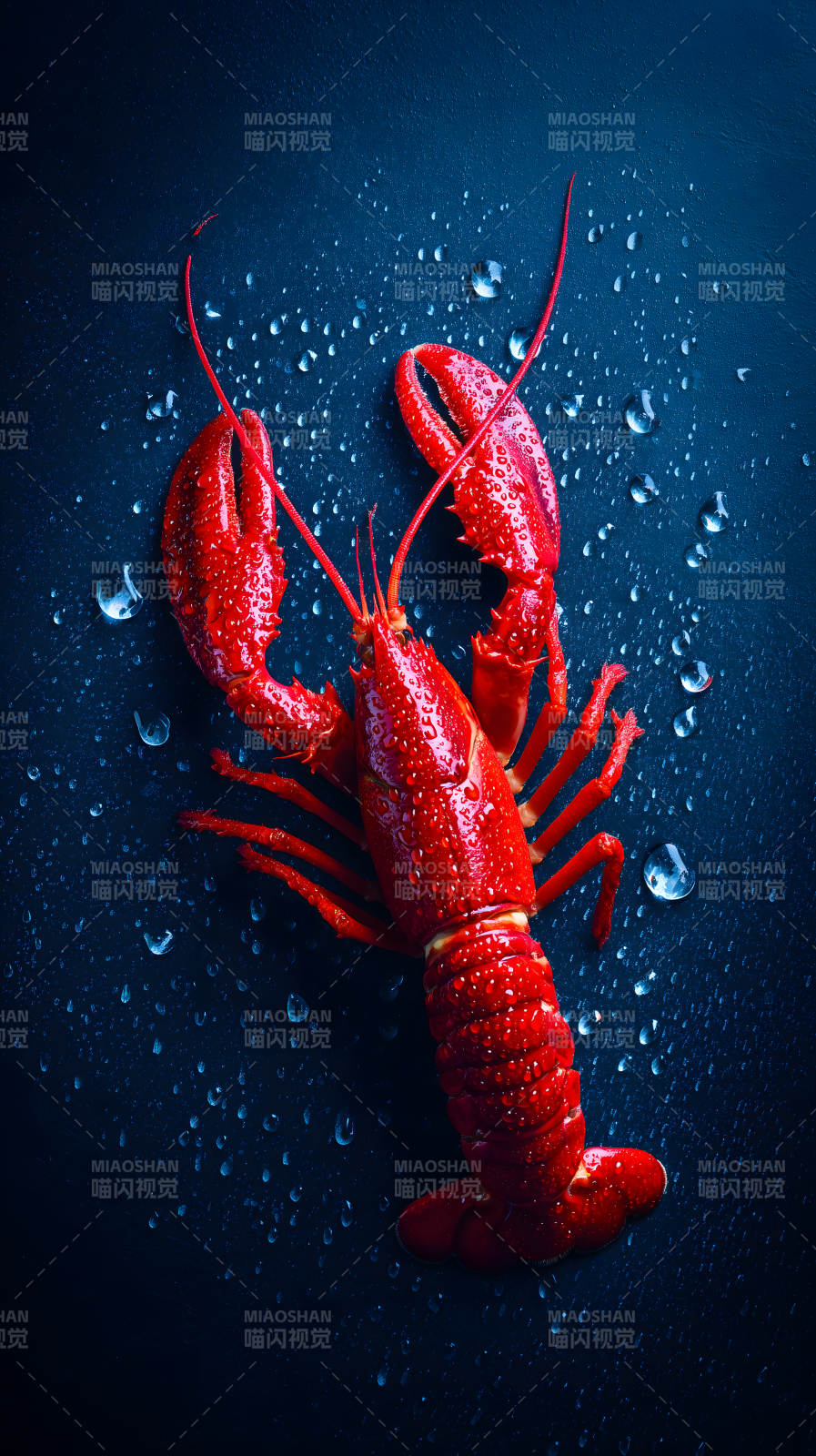 鲜红龙虾水珠点缀图片
