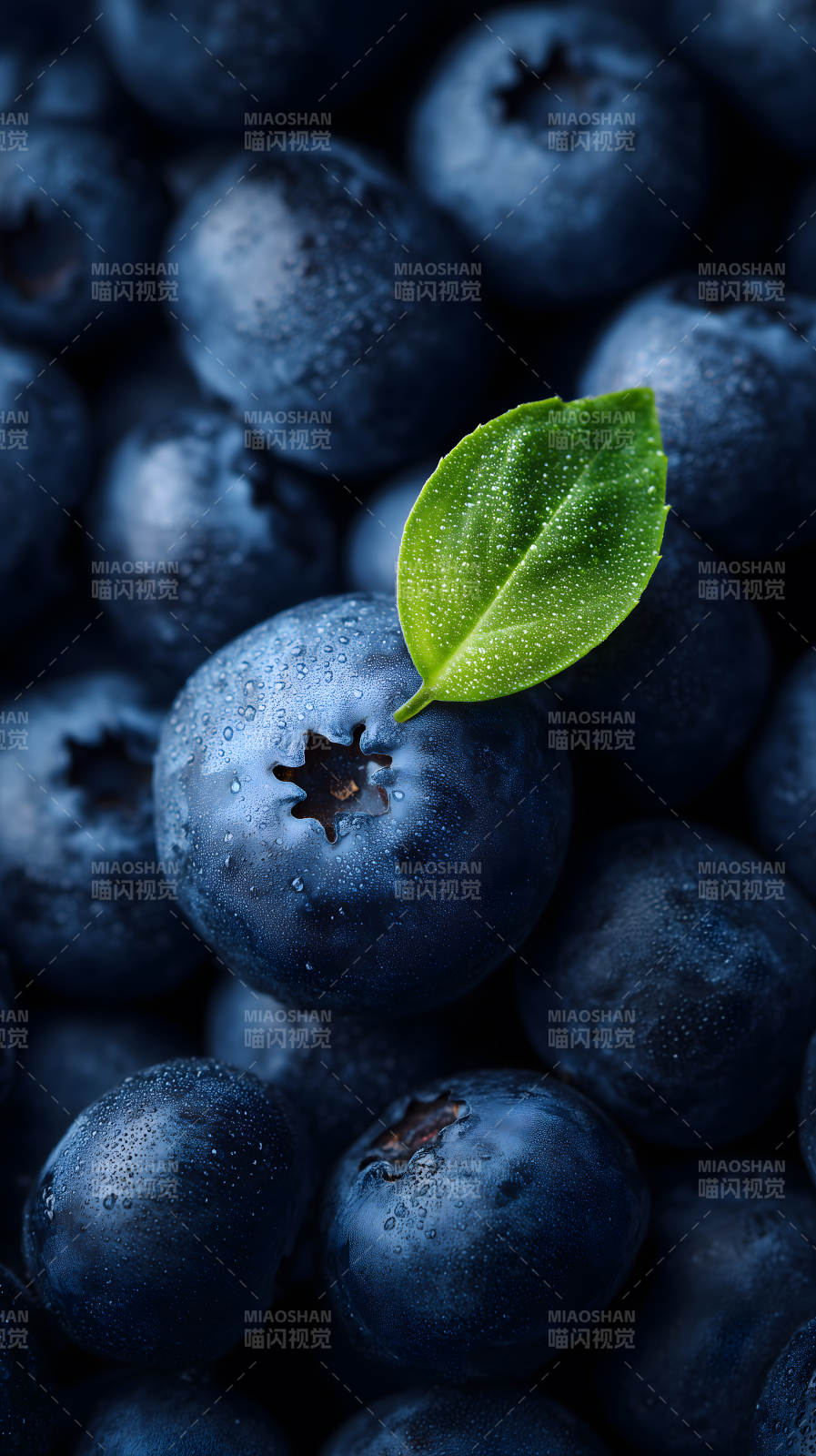 饱满蓝莓与绿叶特写图片