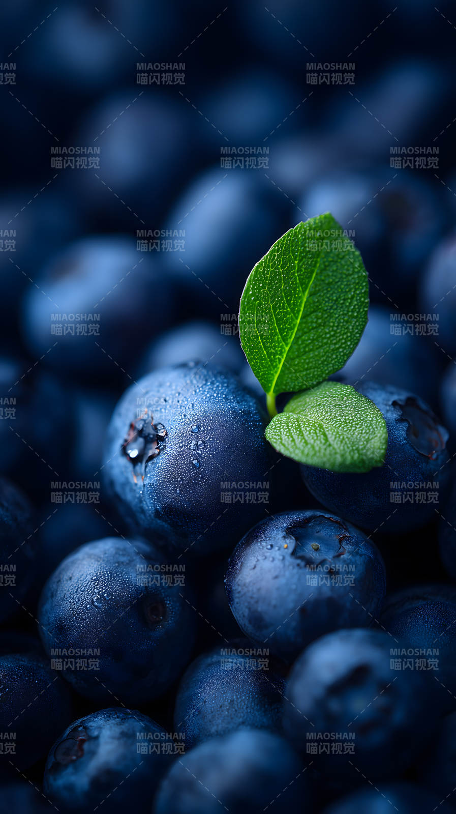 蓝莓与绿叶特写图片