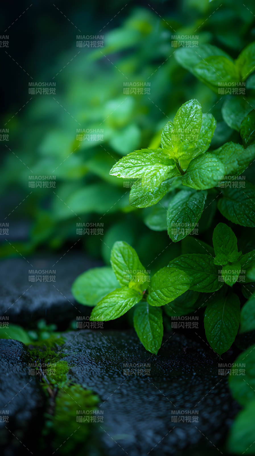 雨后薄荷清新翠绿图片
