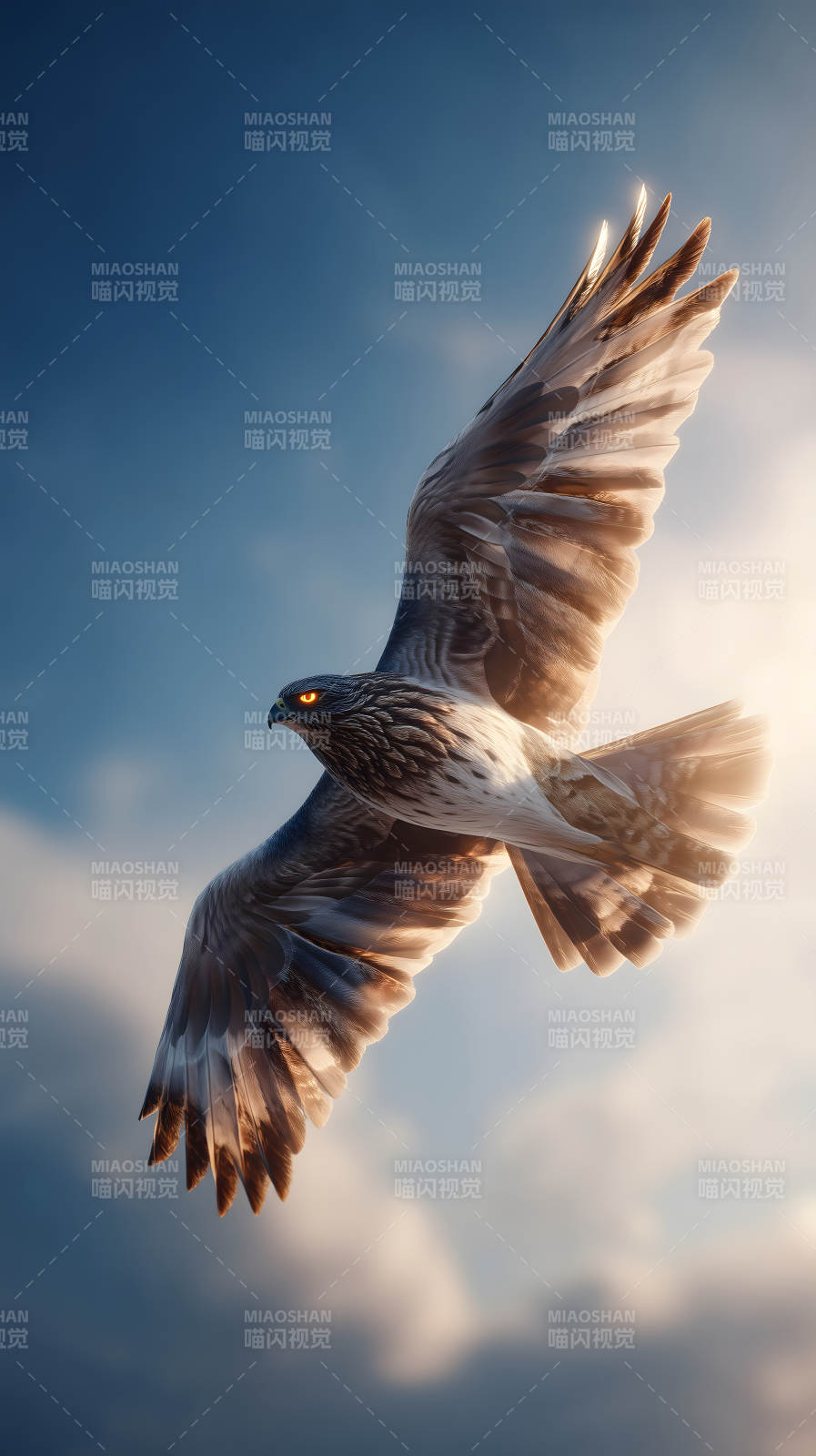 鹰击长空翱翔蓝天图片