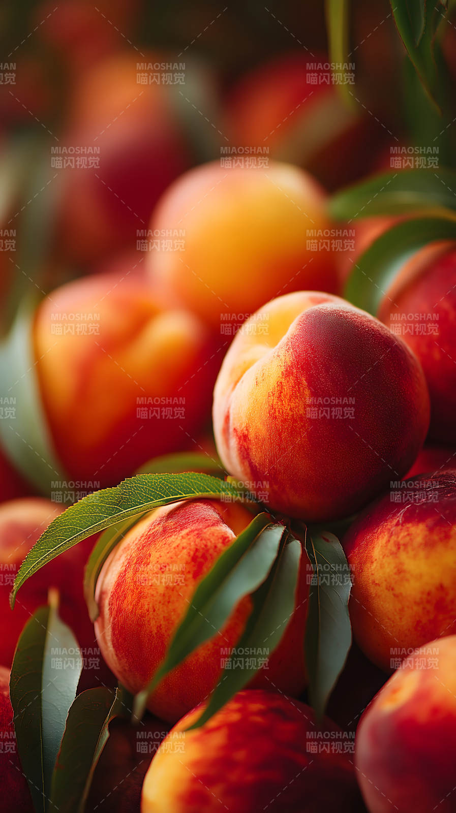 新鲜饱满的桃子特写图片