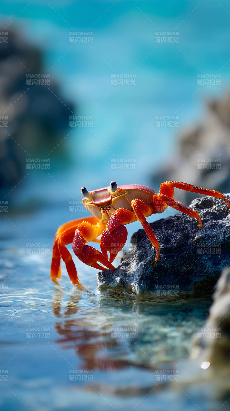 螃蟹岩石海边蓝天图片