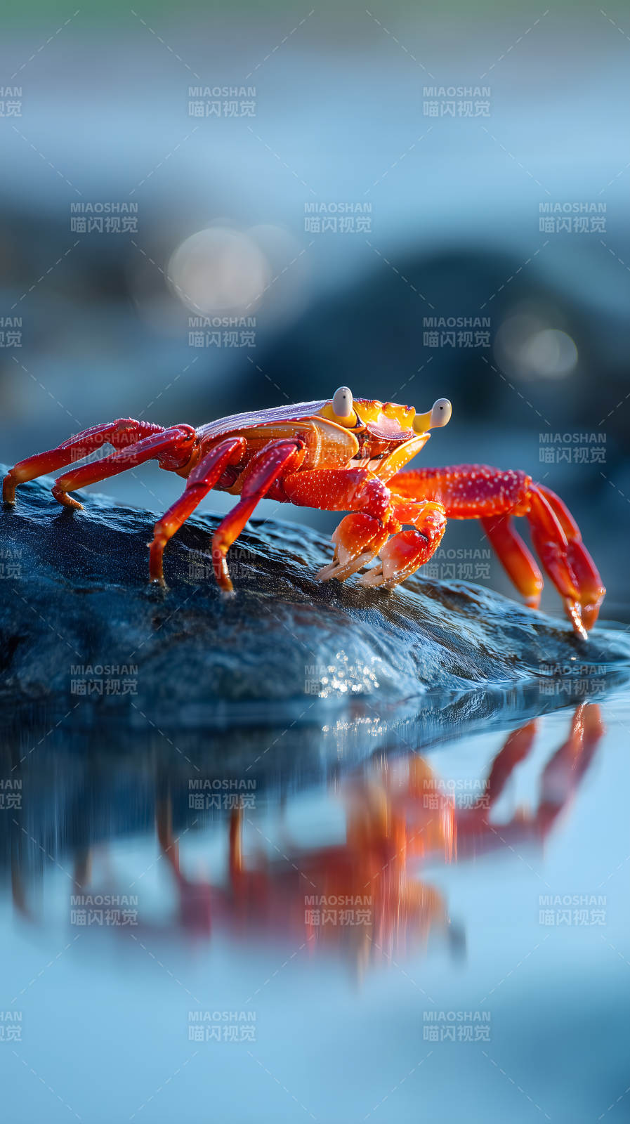 鲜艳螃蟹水中倒影图片