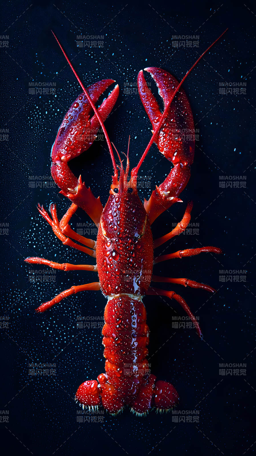 红色的龙虾图片