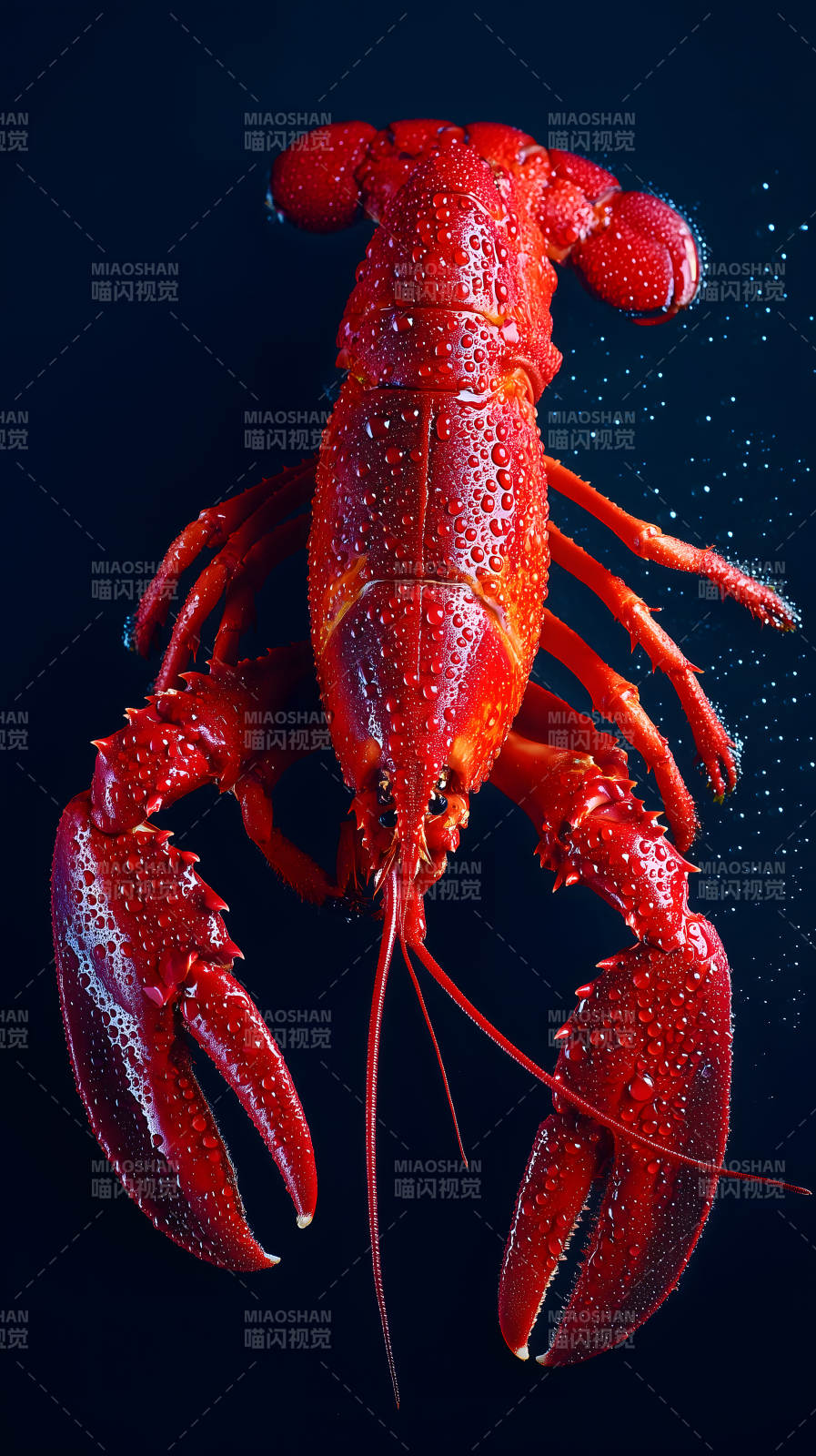 红虾特写水珠晶莹图片