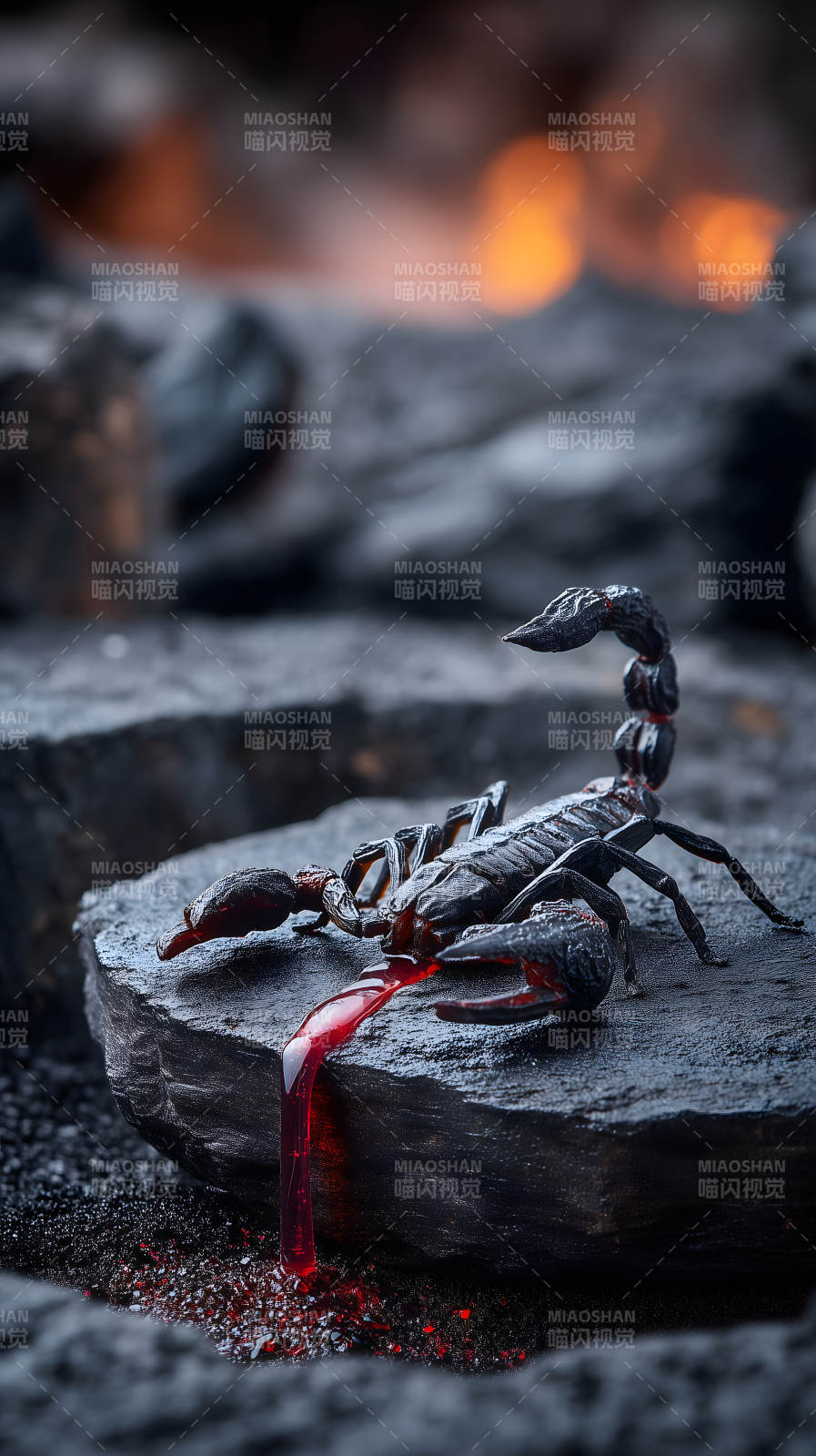 血腥蝎子岩石特写图片