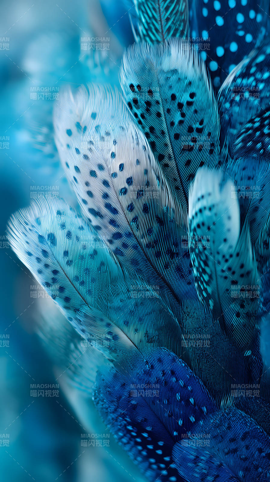 蓝色羽毛特写图片