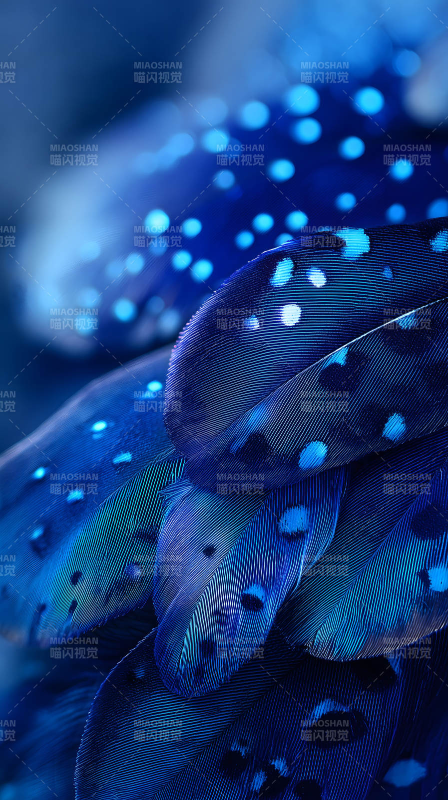 蓝色羽毛特写绚丽夺目图片