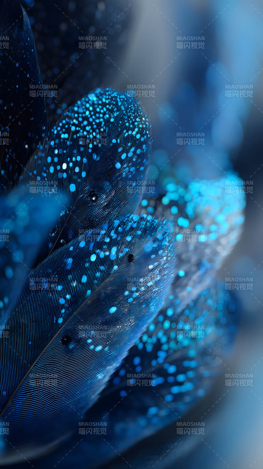 蓝羽细节水珠晶莹剔透图片