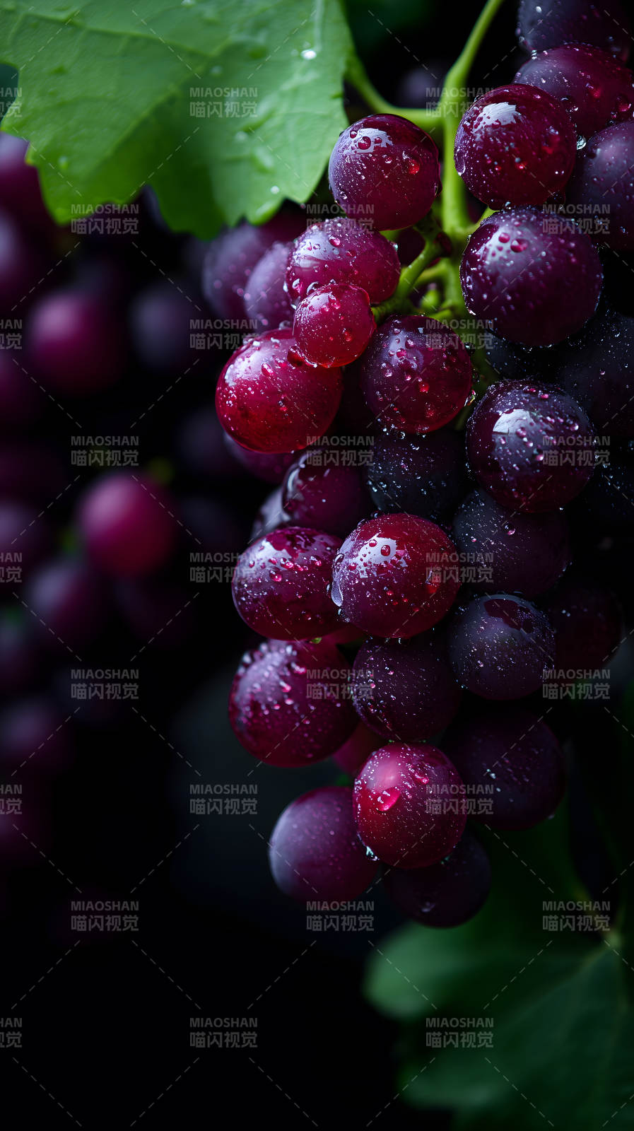 紫葡萄水珠晶莹剔透图片