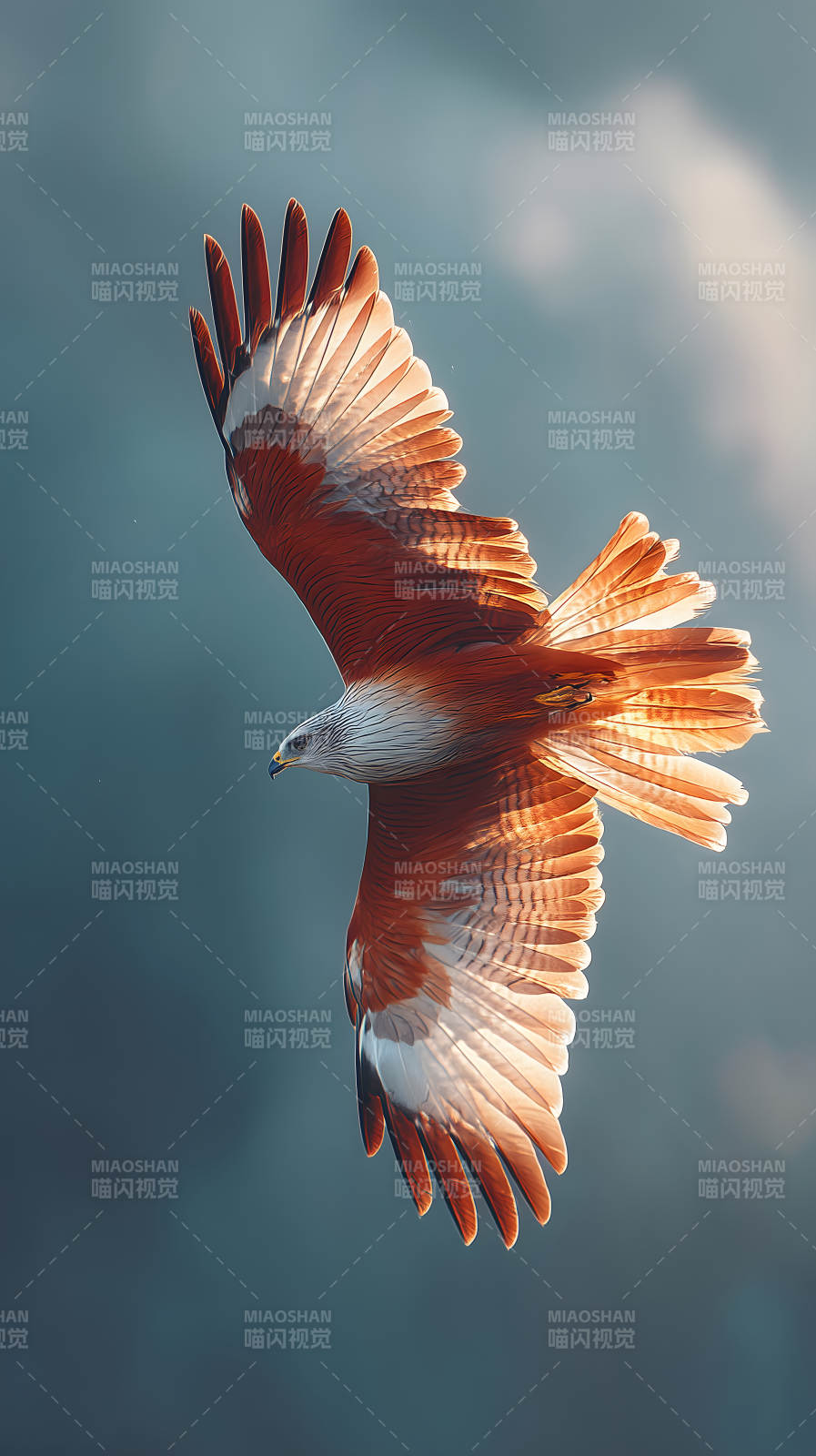 翱翔的红鹰掠过天空图片