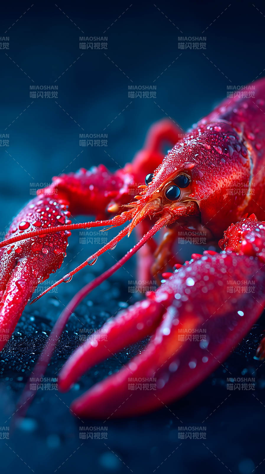 红润龙虾细节特写图片