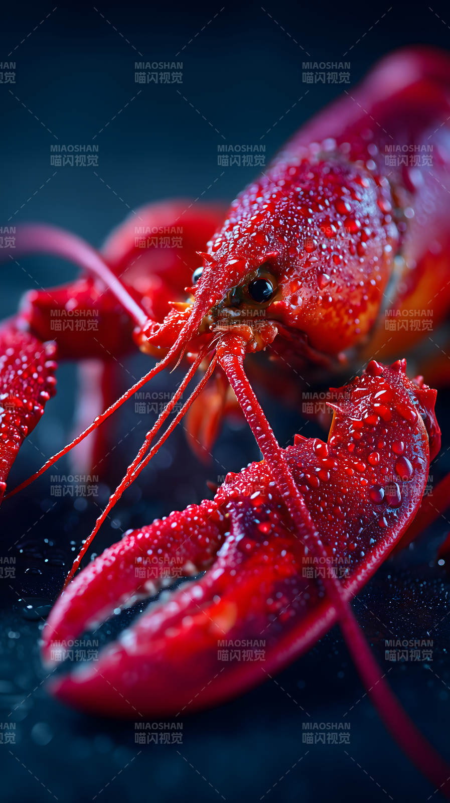 红虾特写水珠晶莹剔透图片