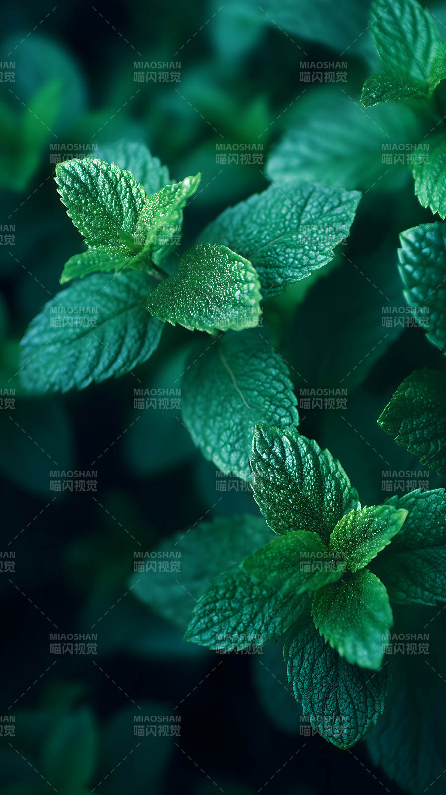 绿叶特写清新自然图片