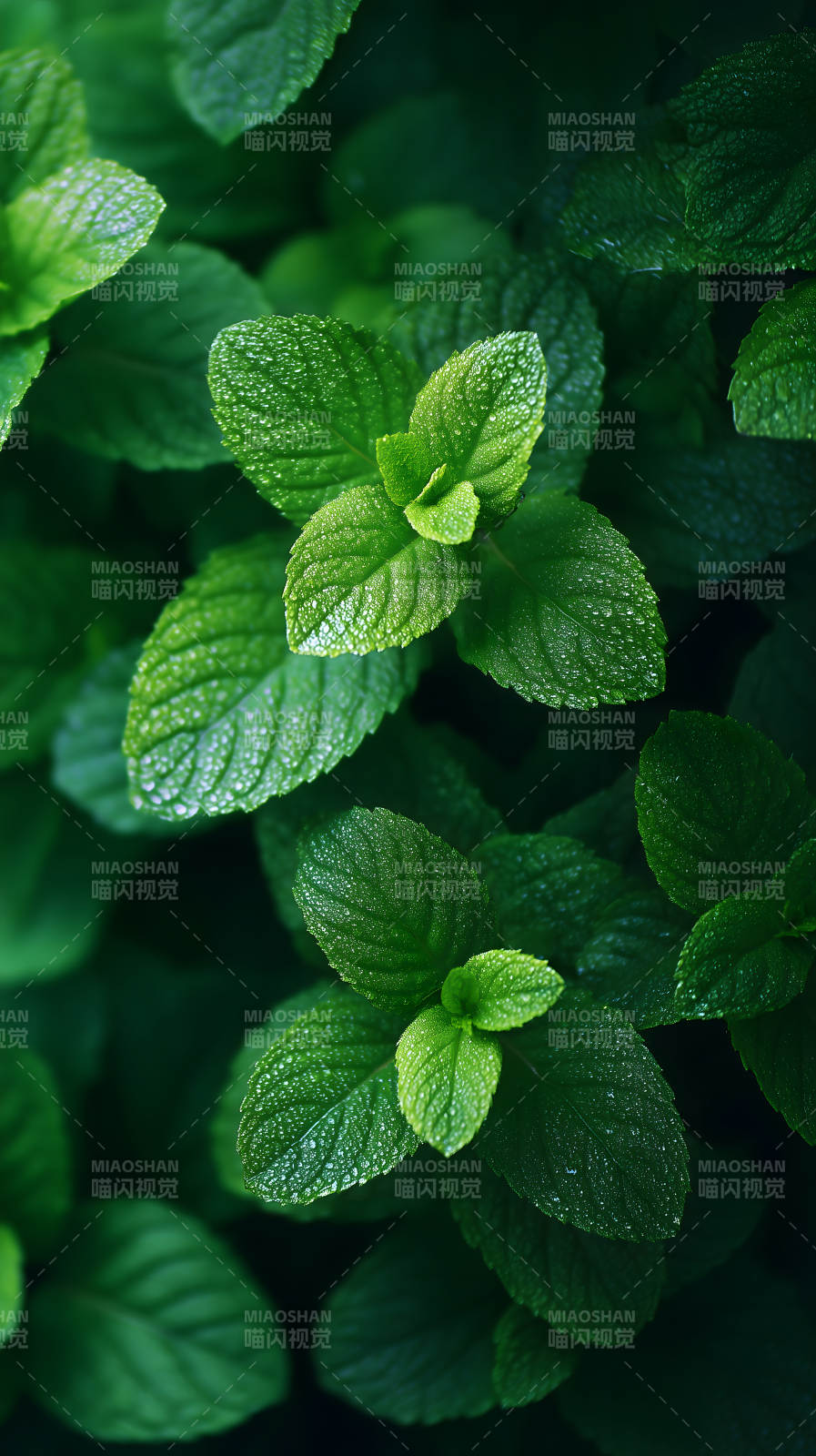 清新薄荷翠绿欲滴图片