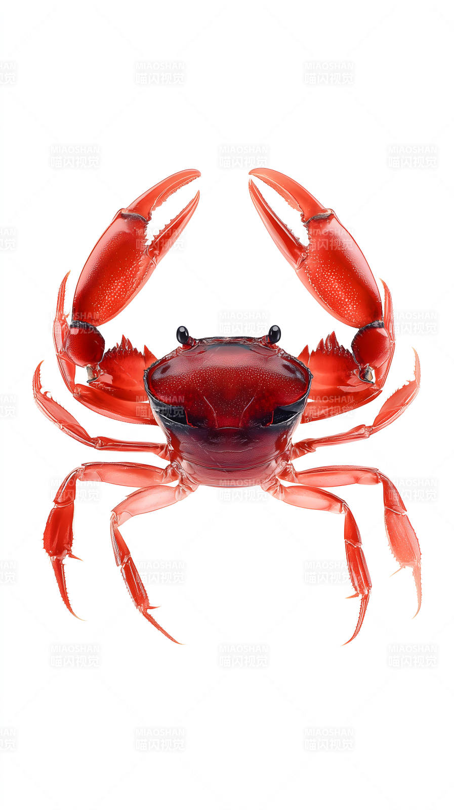 红色螃蟹特写图片