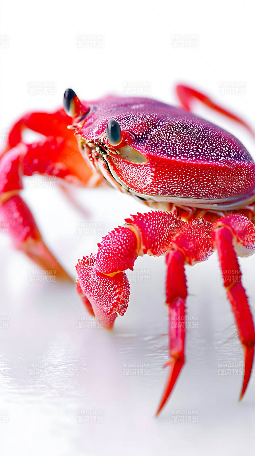 艳丽红蟹特写镜头图片