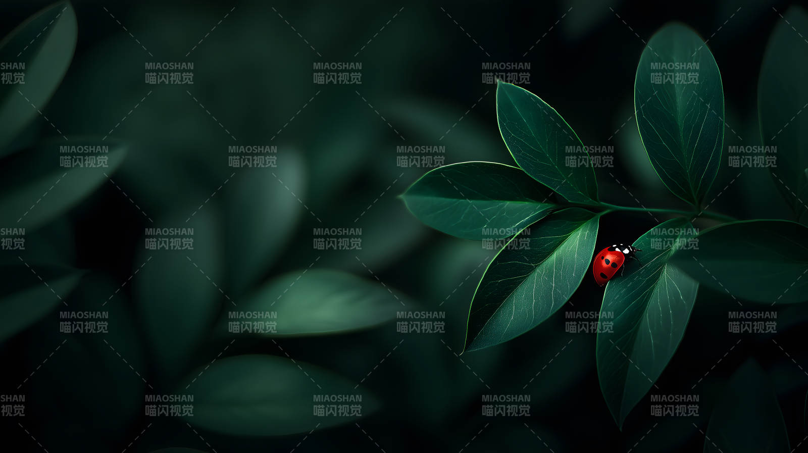 叶片上的瓢虫图片