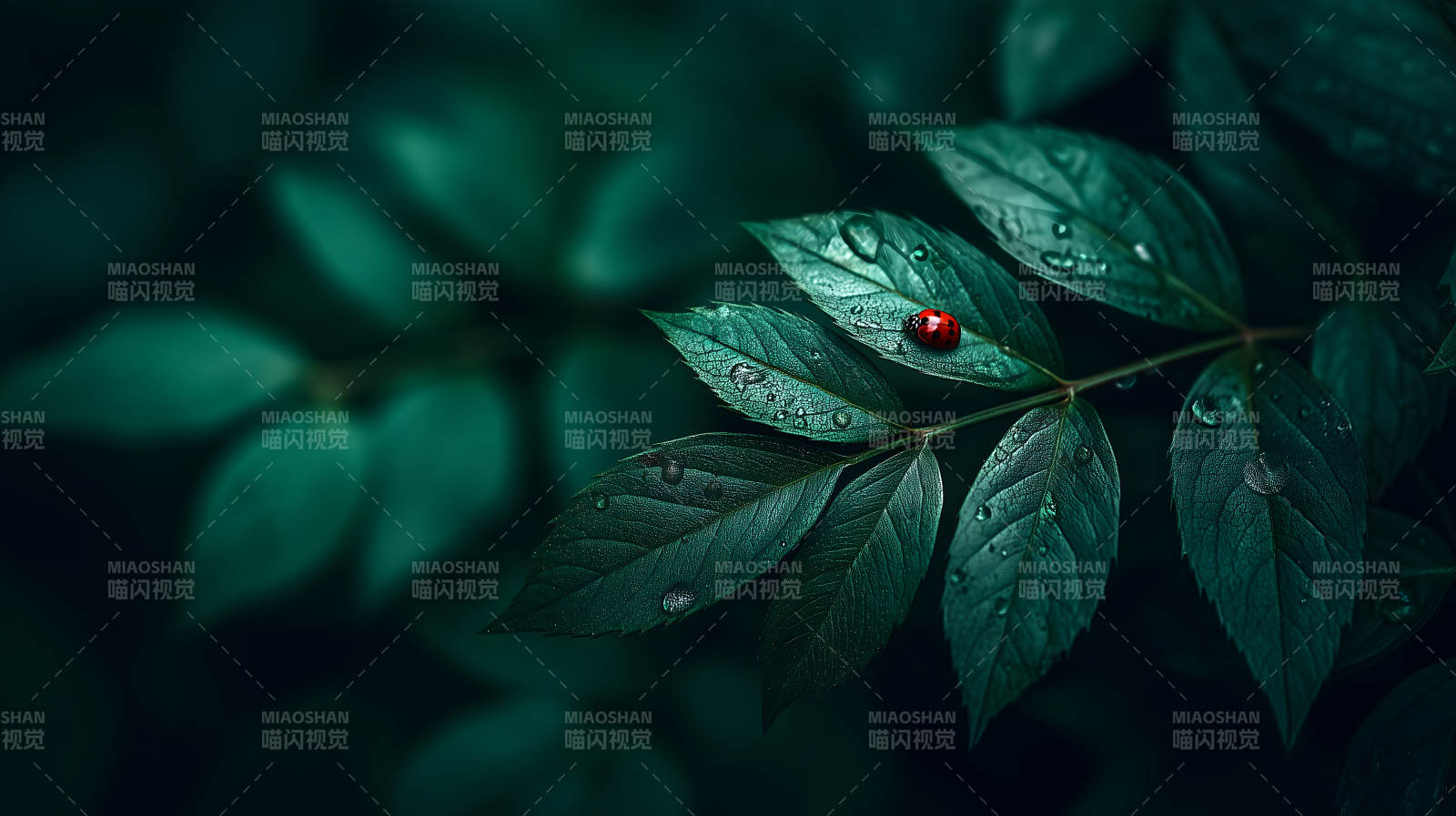 绿叶瓢虫雨滴图片