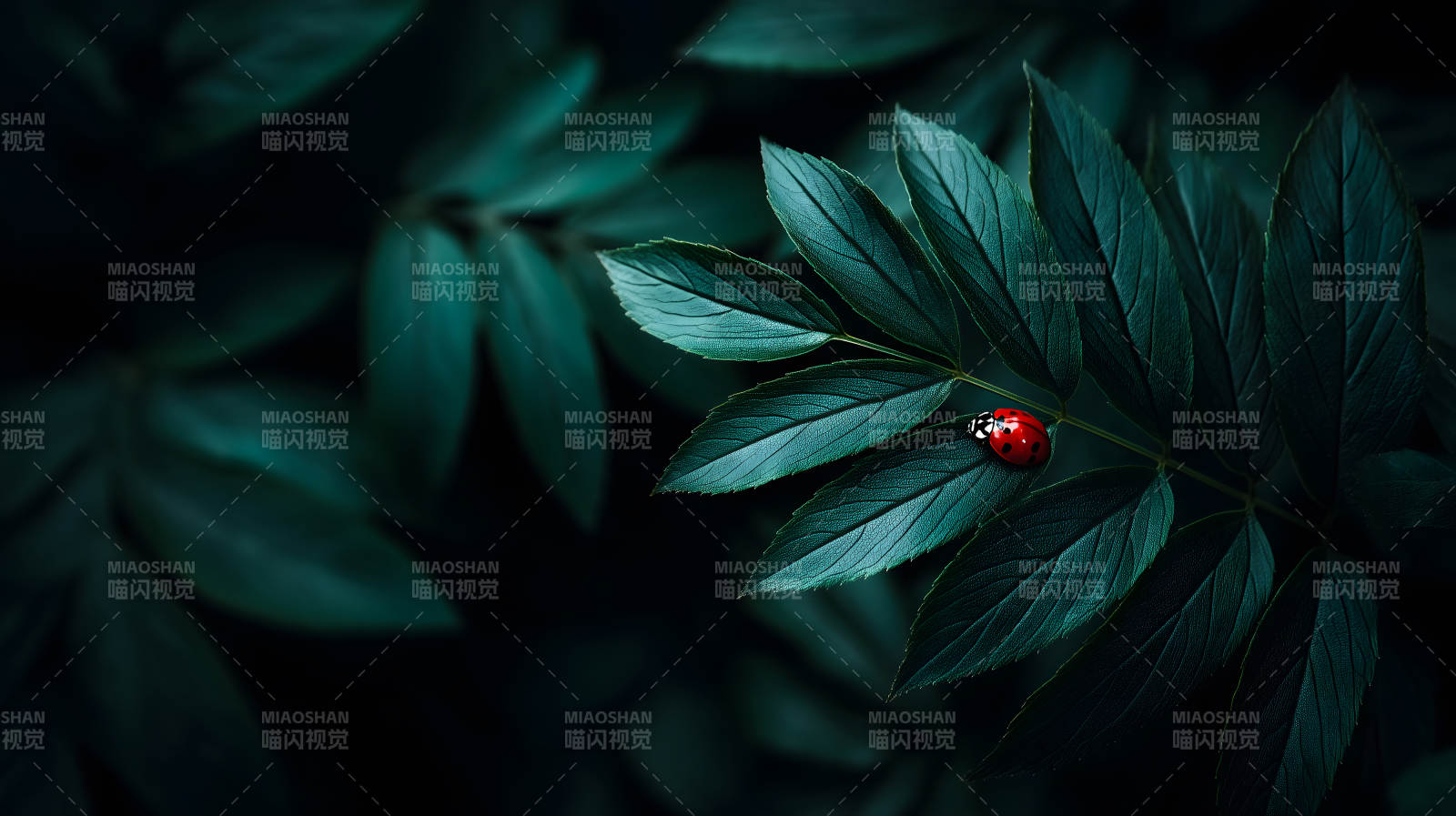 叶片上的瓢虫微观特写图片