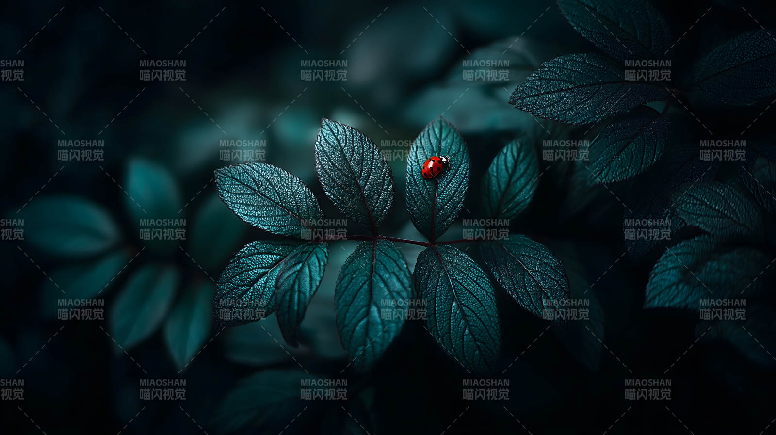 绿叶红瓢虫图片