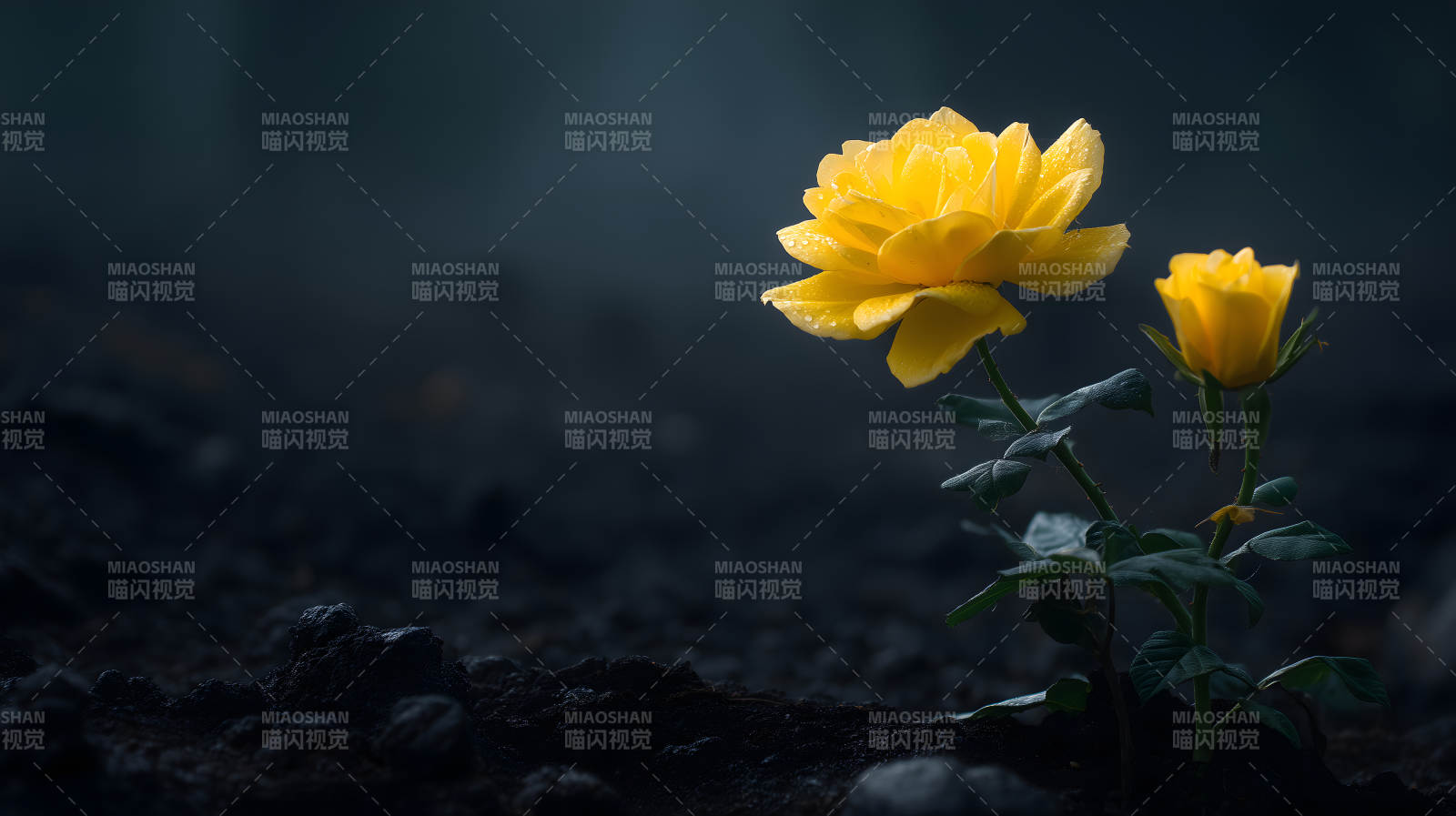 暗夜黄玫瑰绽放图片