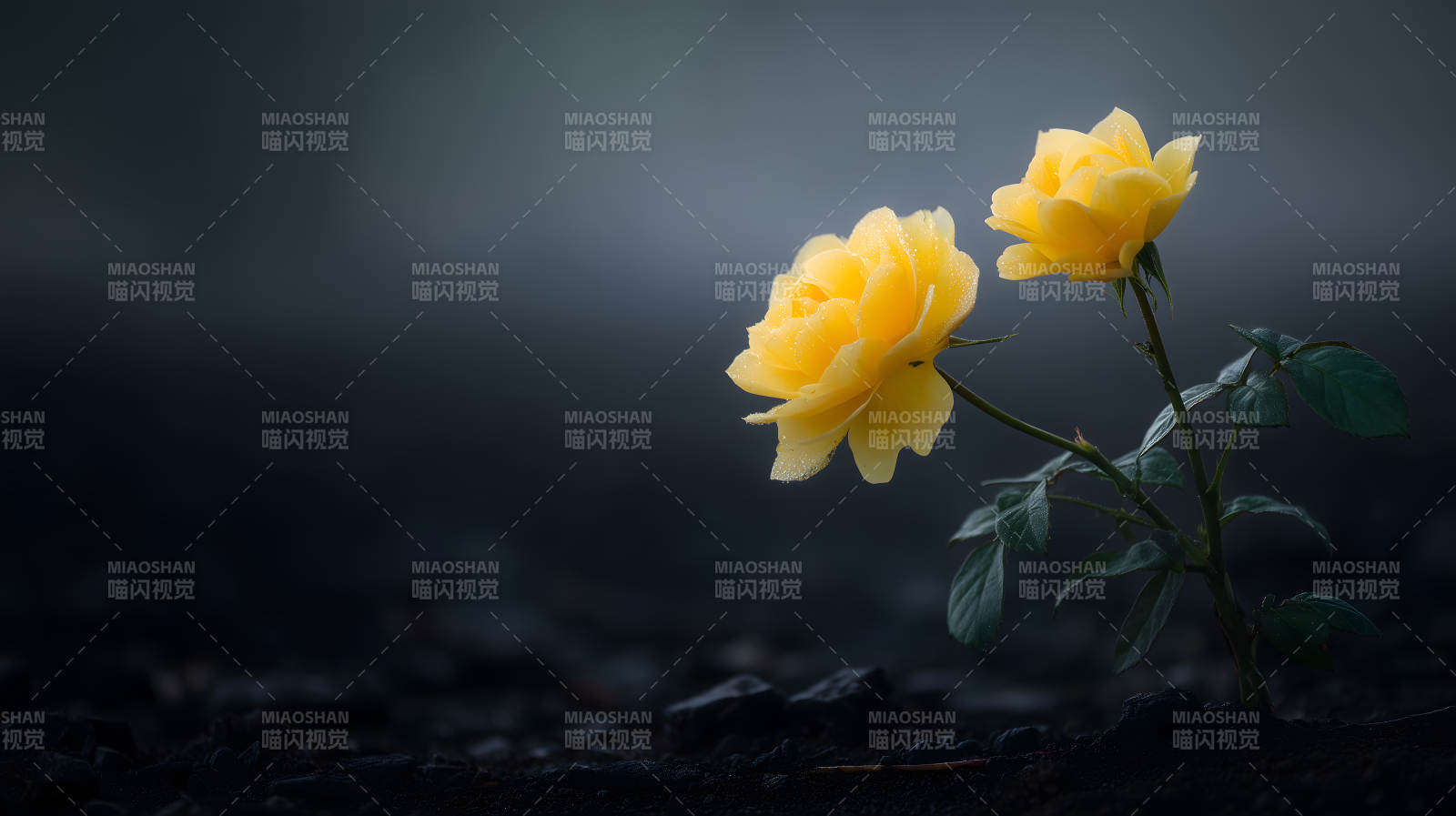 黄色玫瑰绽放黑暗中图片