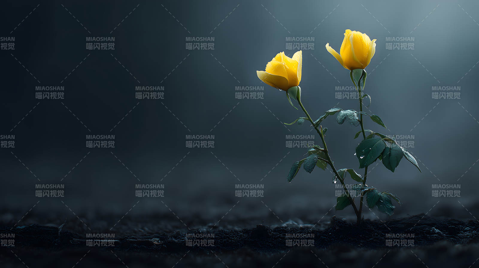 黄玫瑰绽放幽暗图片