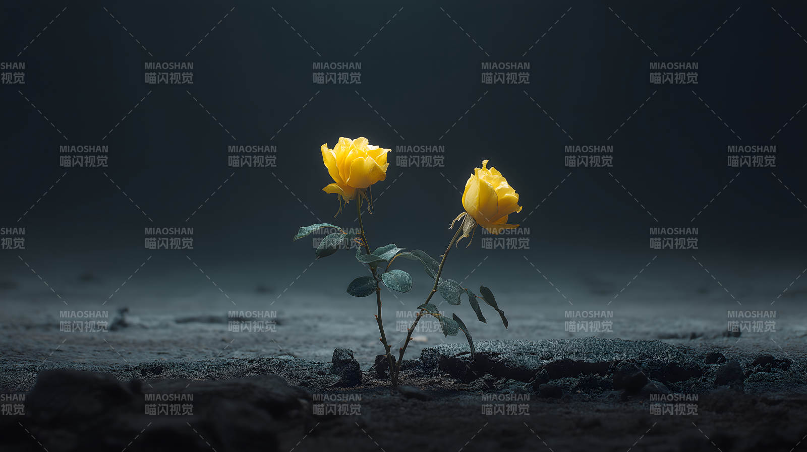 黑暗中绽放的黄玫瑰图片