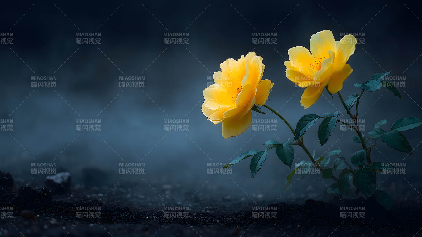 黄玫瑰绽放黑土地图片