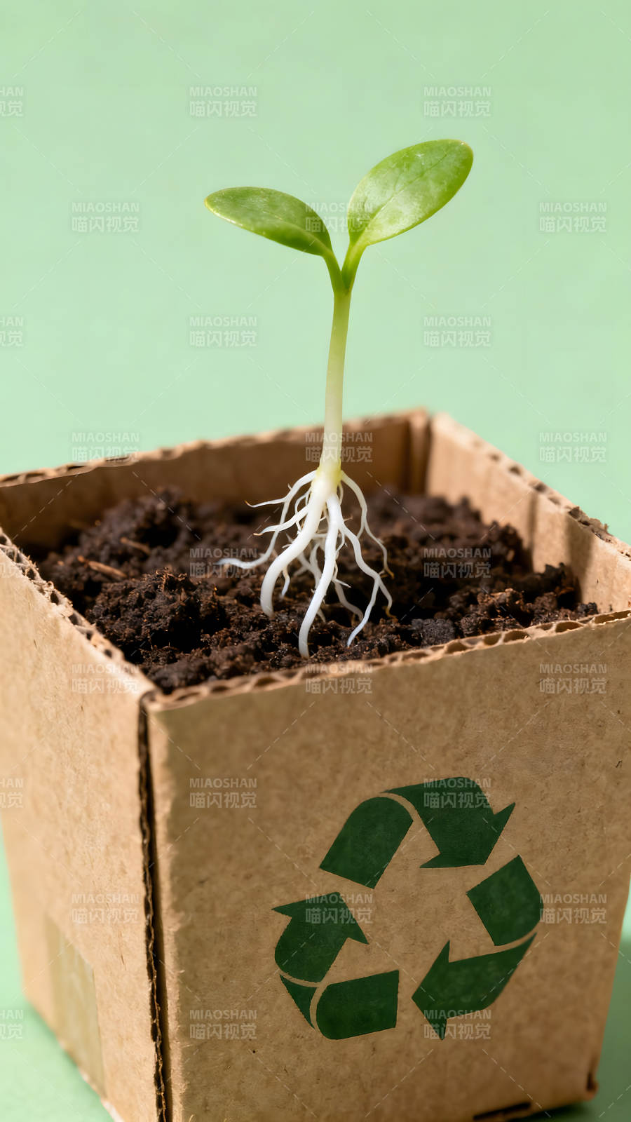 小苗在回收纸盒中生长环保与新生的象征图片