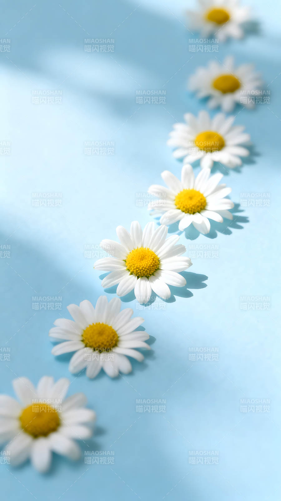 蓝背景上排列着一排雏菊花朵图片