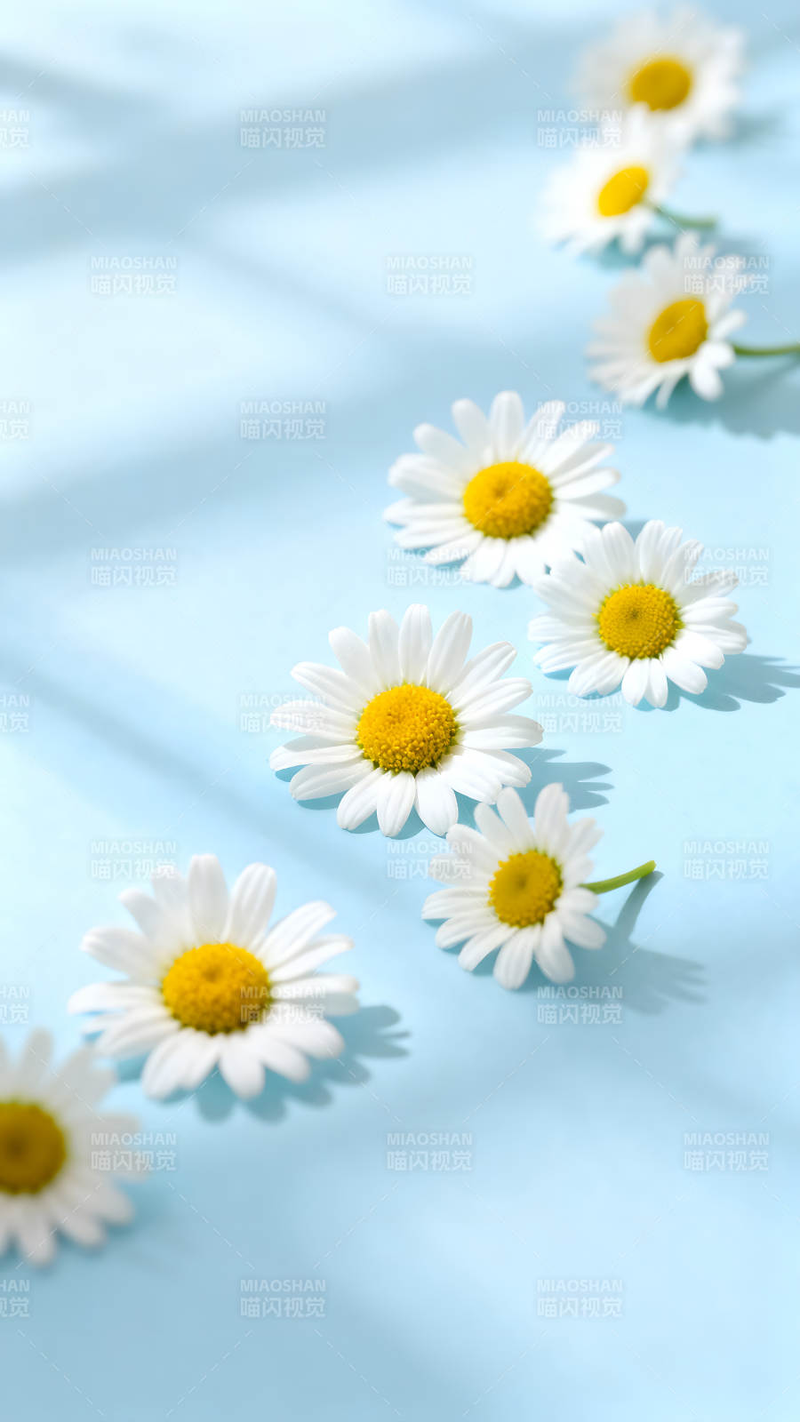 蓝色的背景上有几朵雏菊花图片