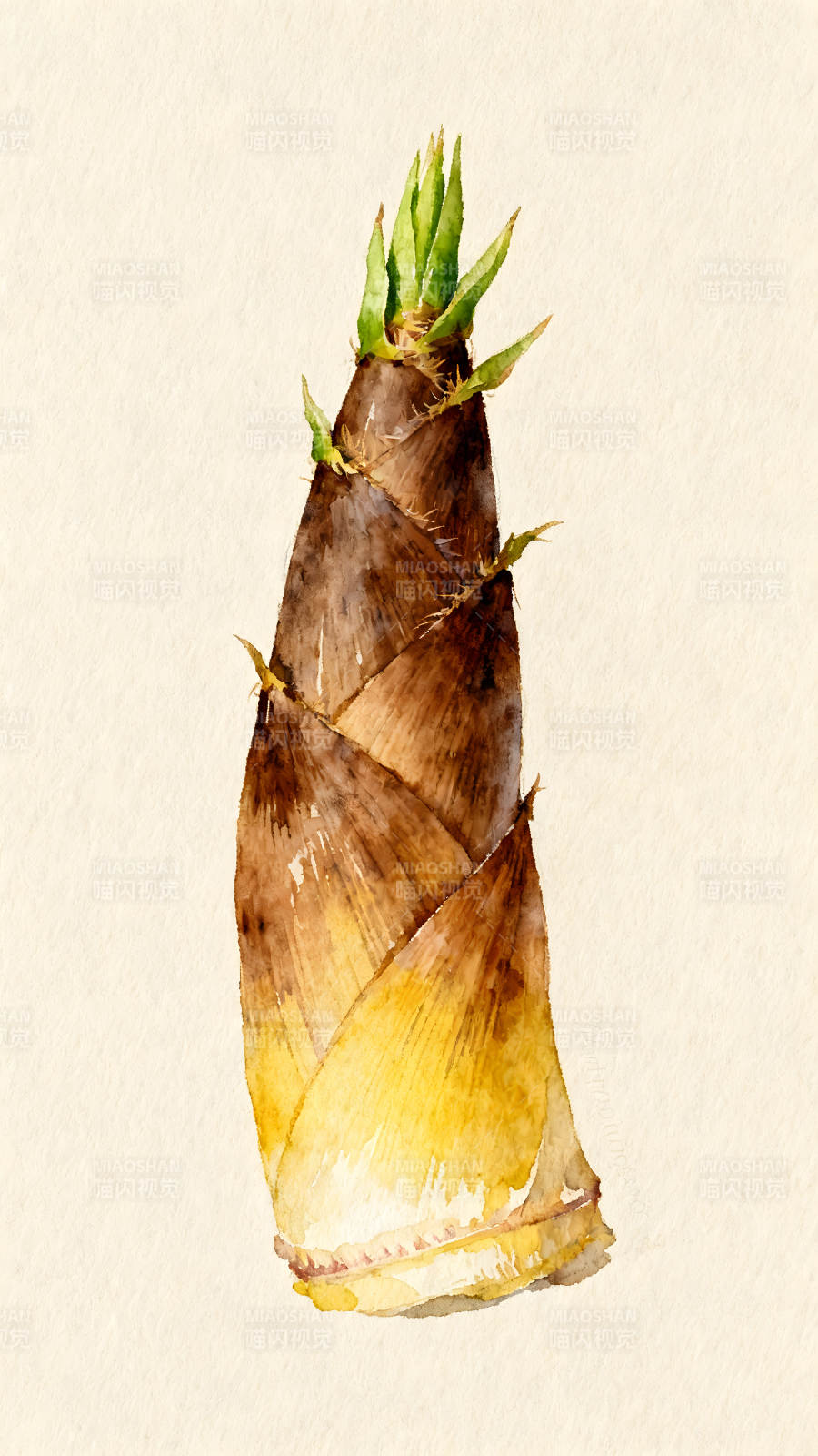 水彩风格的竹笋绘画作品图片