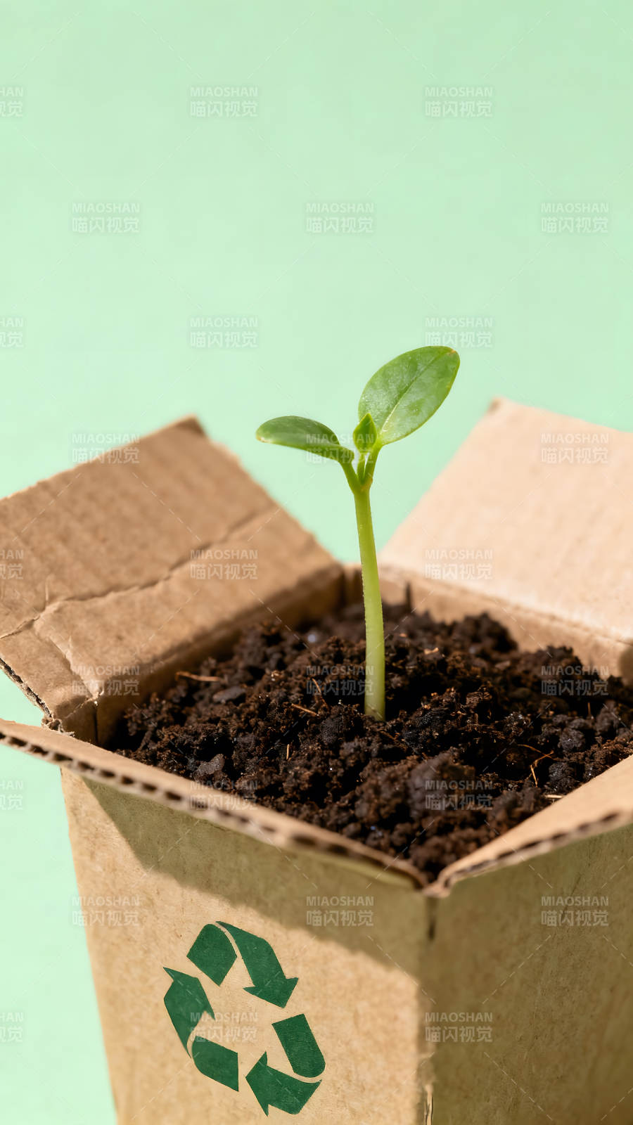 纸盒里的嫩芽生长绿色环保概念图片