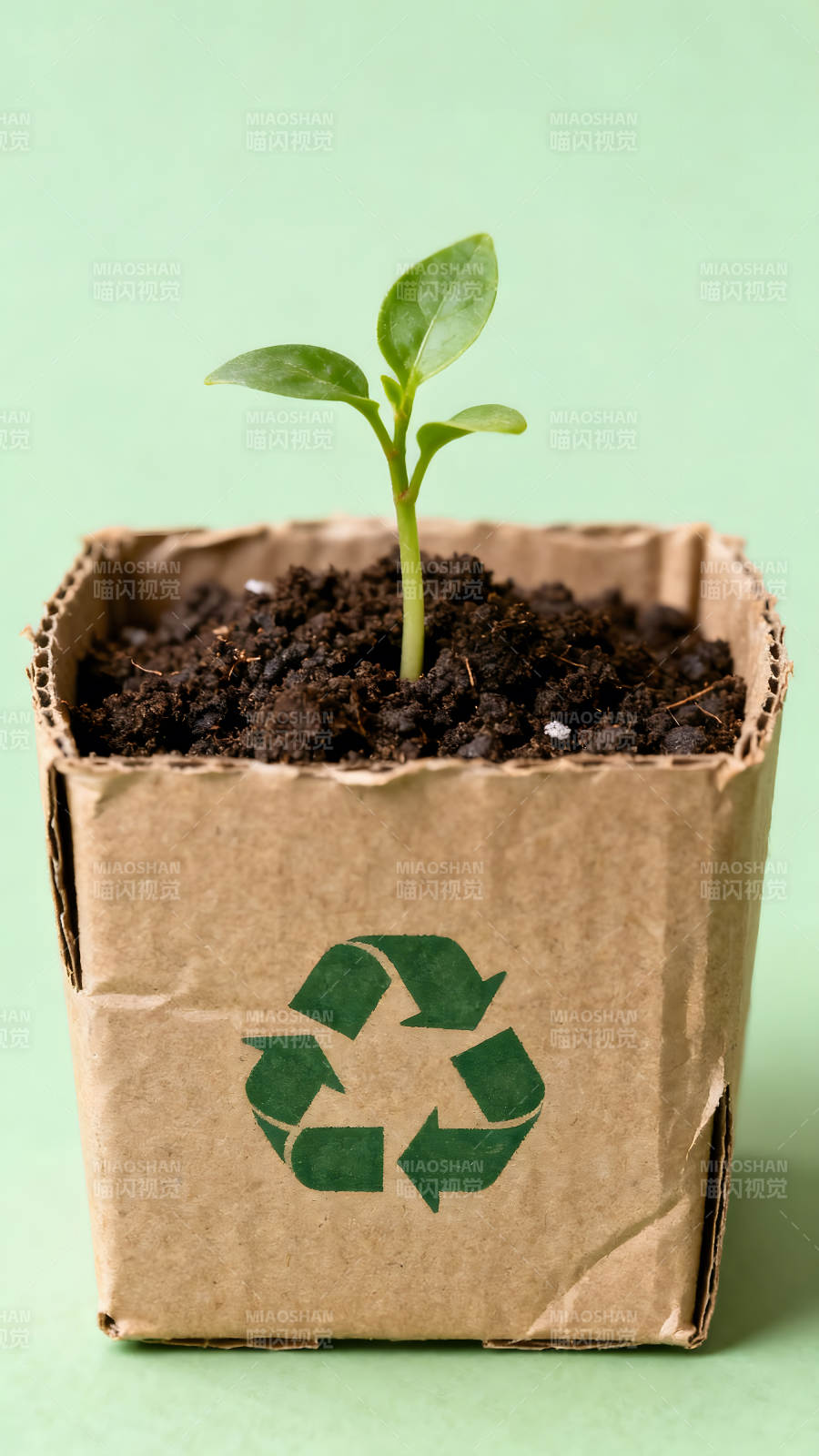小树苗生长在纸盒中环保概念图片