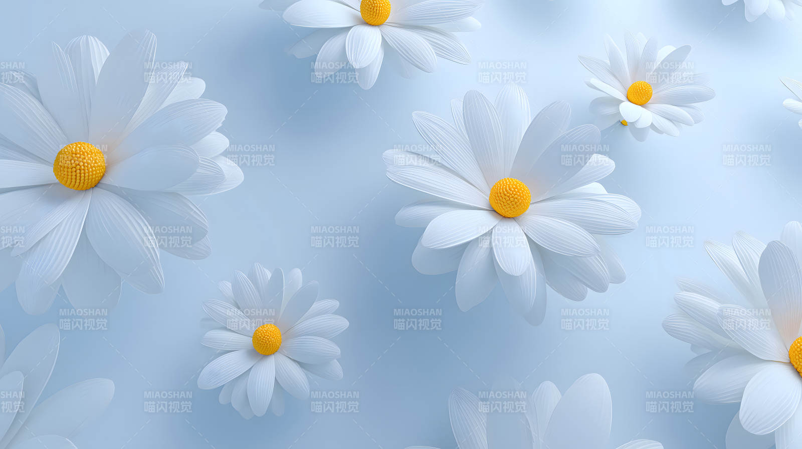 唯美雏菊花朵绽放蓝背景图片