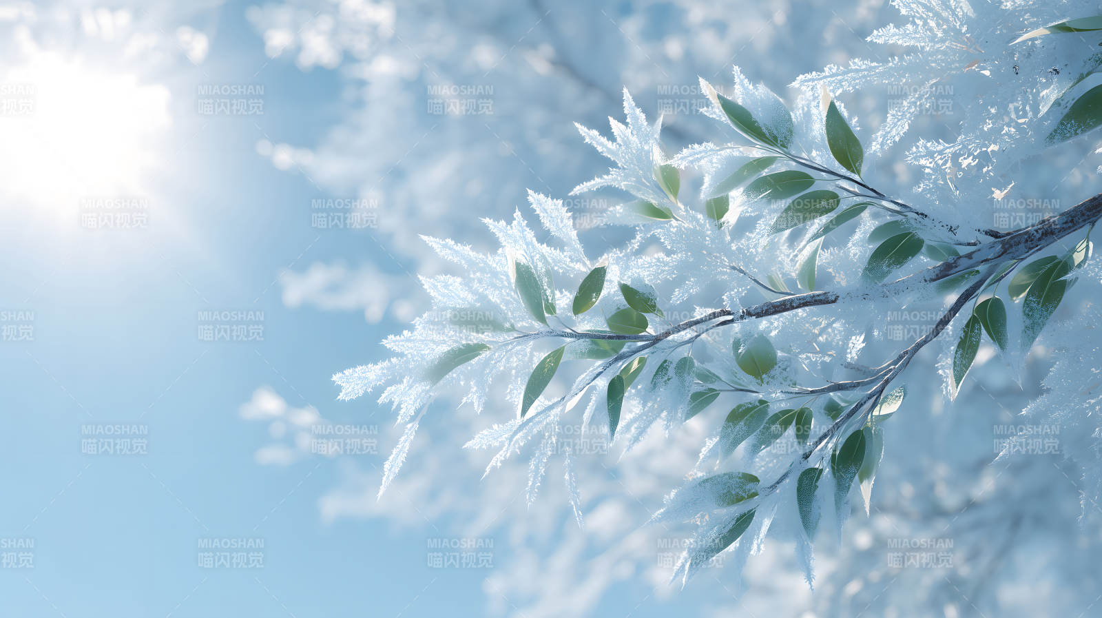 寒冷冬日枝叶挂满冰霜图片