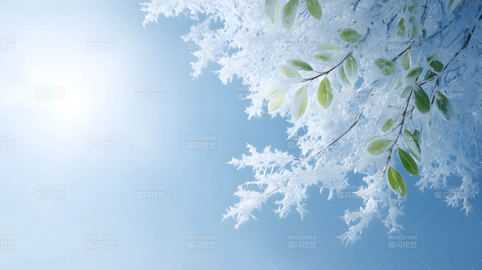 冰雪覆盖的树枝和绿叶在蓝天下图片