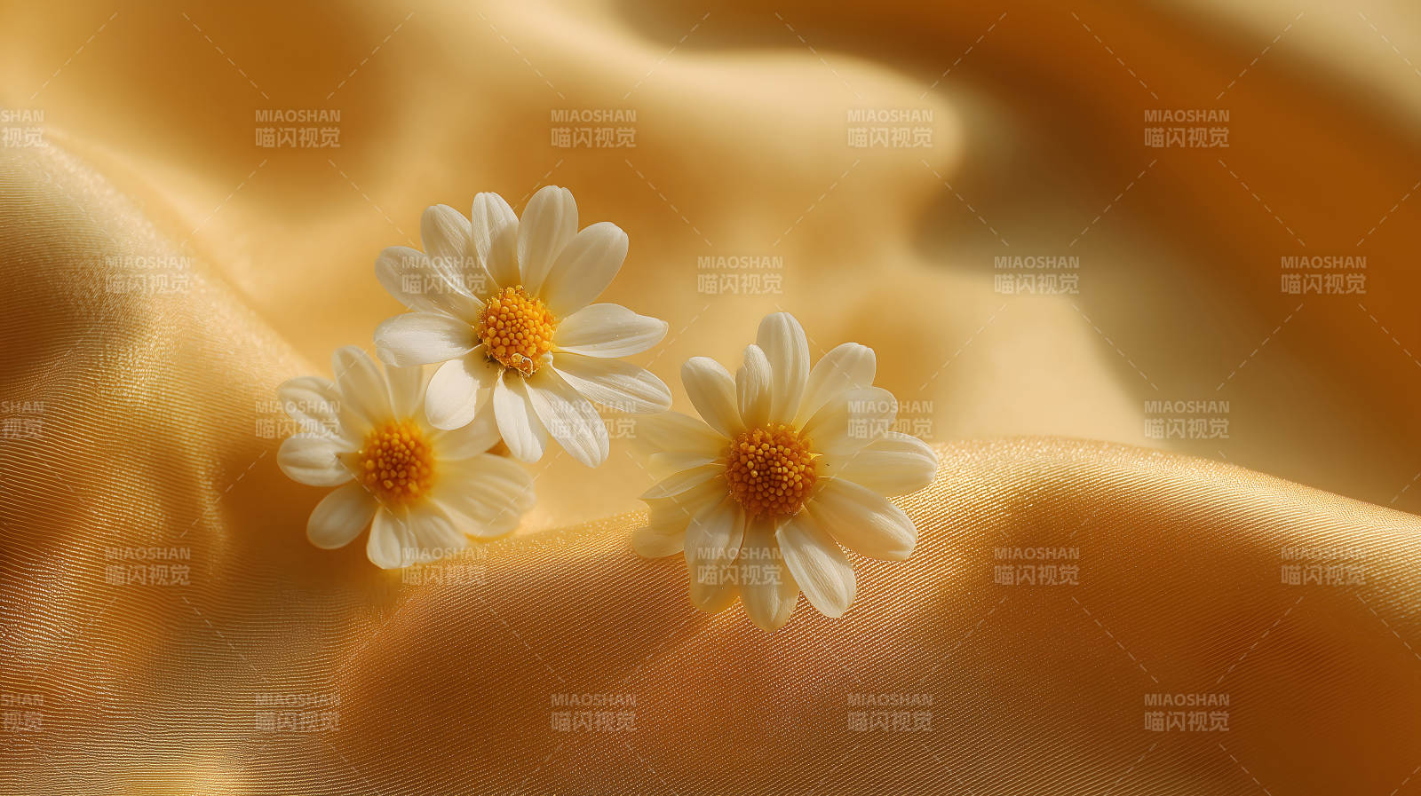 三朵雏菊在金色丝绸上图片