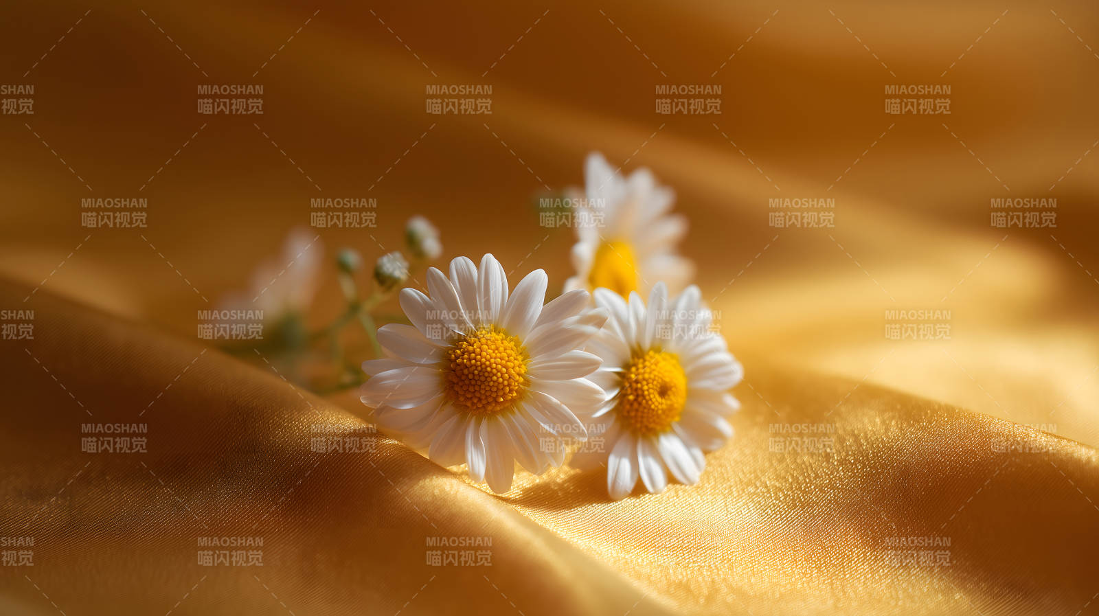 白色雏菊盛开在金黄色绸缎上图片