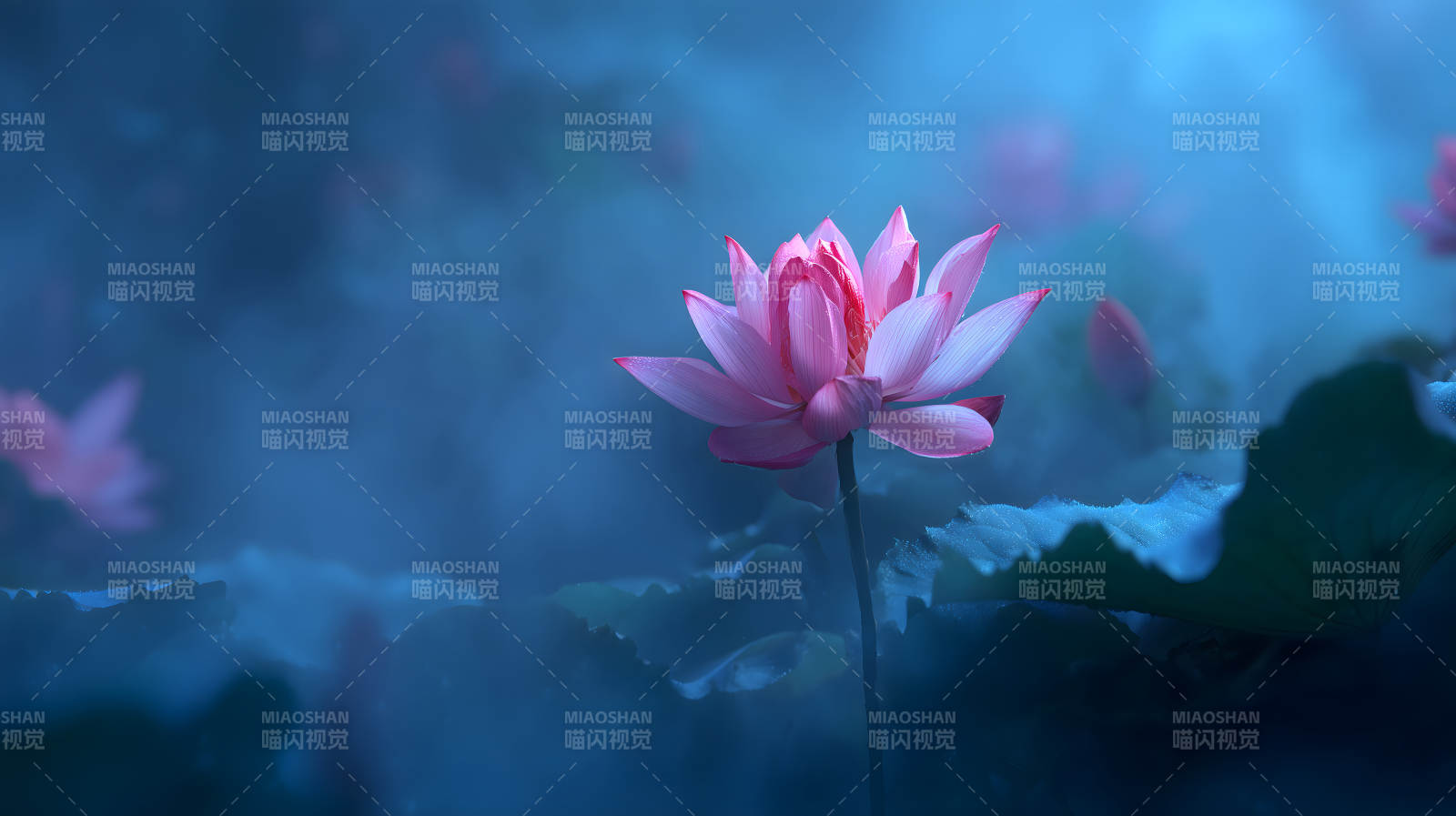 静谧的莲花盛开在水面图片