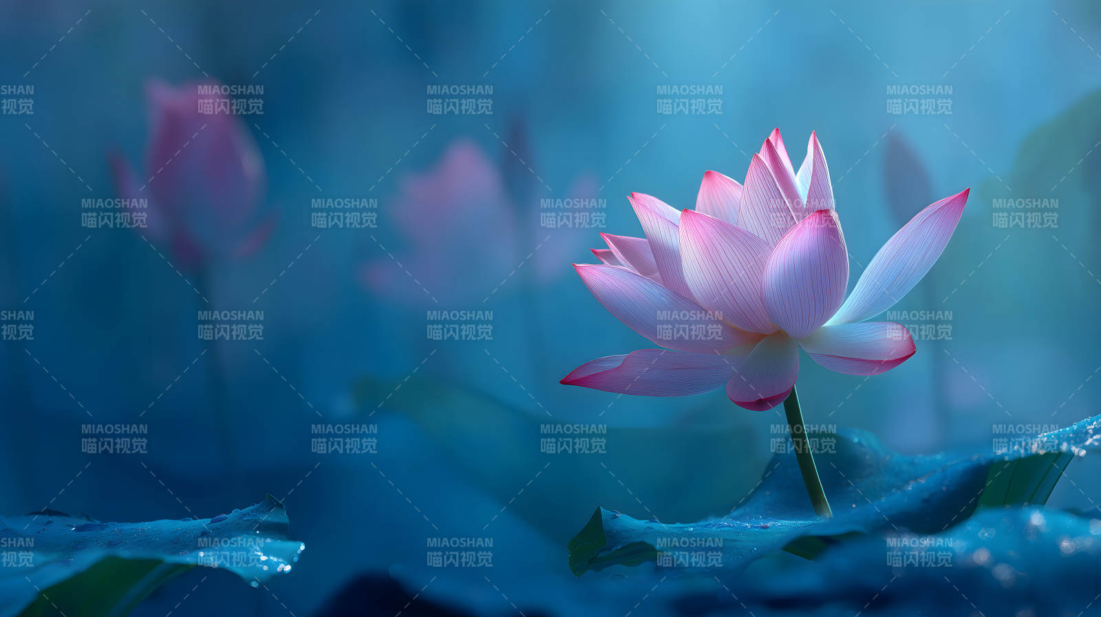 静谧莲花绽放于水面唯美意境图片