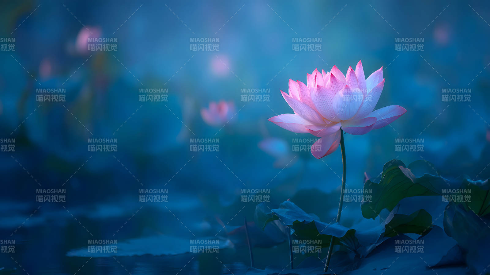 静谧莲花盛开朦胧水面图片