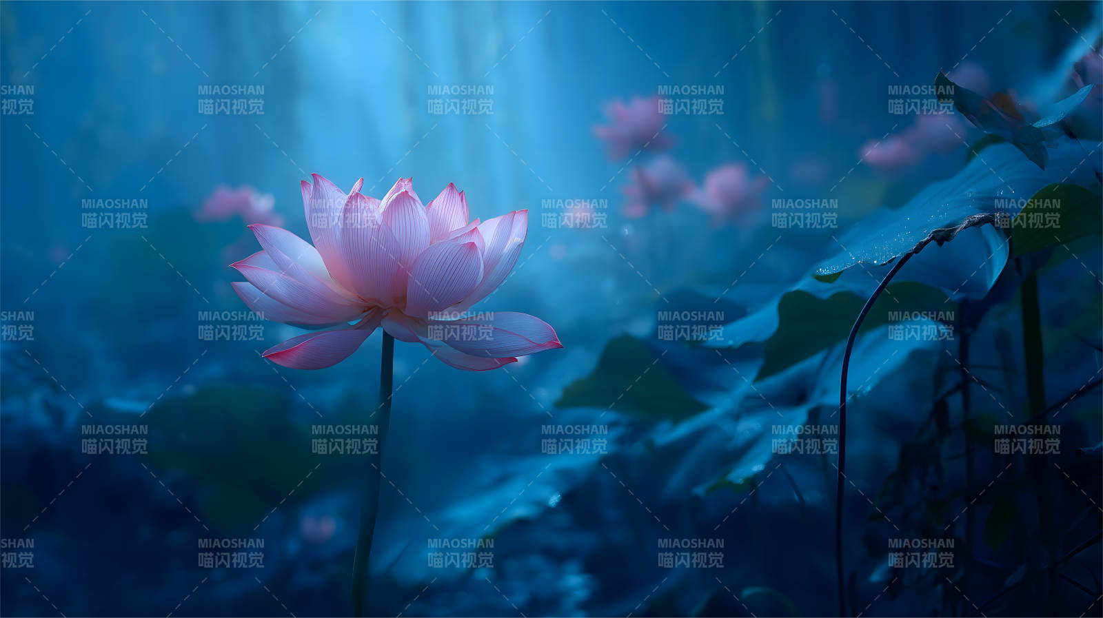 莲花盛开于幽蓝水面之上图片